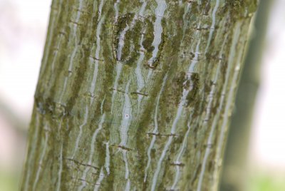 Acer davidii ssp. grosseri - javor Davidův hrubý - borka